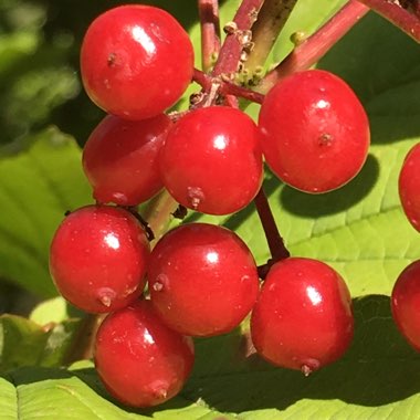 Viburnum opulus 'Roseum' syn. Viburnum opulus 'Sterile'