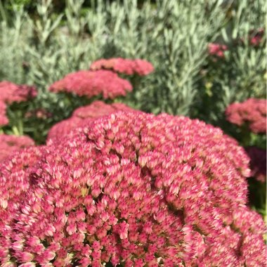 Sedum Spectabile