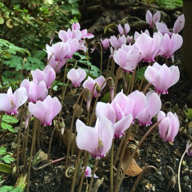 Cyclamen hederifolium