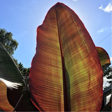 Ensete ventricosum 'Maurelii' syn. Ensete ventricosum 'Rubrum', Ensete 'Maurelii', Musa 'Santa Morelli'