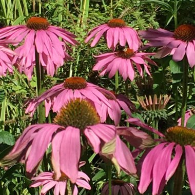 Echinacea