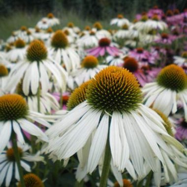 Echinacea purpurea 'White Swan'