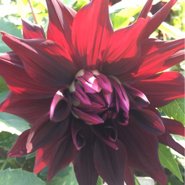 Dahlia (Border Varieties)