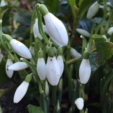 Galanthus nivalis