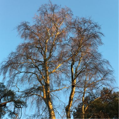 Betula utilis 'Jacquemontii'