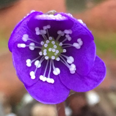 Hepatica nobilis syn. Anemone hepatica L. ; Hepatica triloba