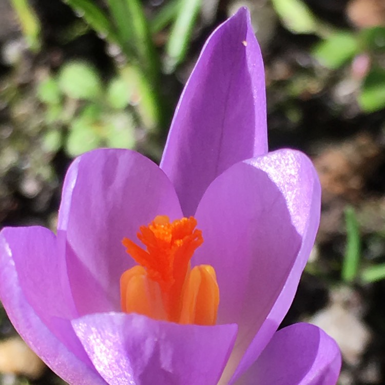 Plant image Crocus tommasinianus