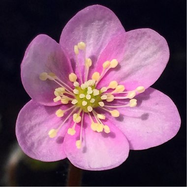 Hepatica nobilis syn. Anemone hepatica L. ; Hepatica triloba