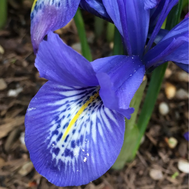 Plant image Iris histrioides 'Lady Beatrix Stanley' syn. Iris 'Lady Beatrix Stanley', Iris reticulata 'Lady Beatrix Stanley'