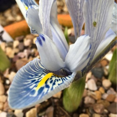 Iris 'Sheila Ann Germaney' syn. Iris reticulata 'Sheila Ann Germaney'