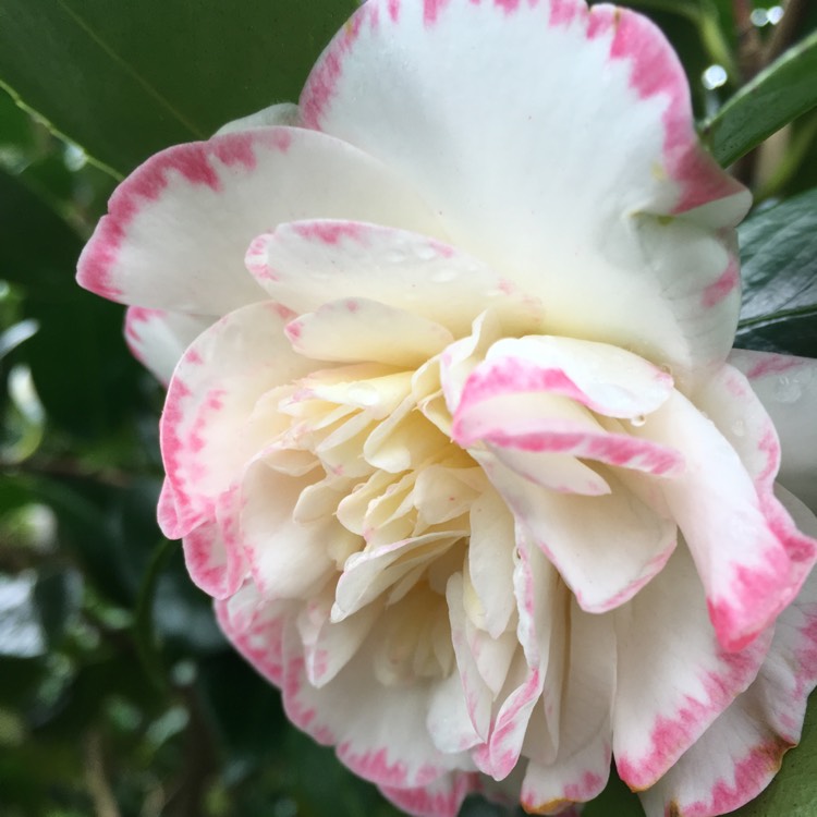 Plant image Camellia japonica 'Pink'