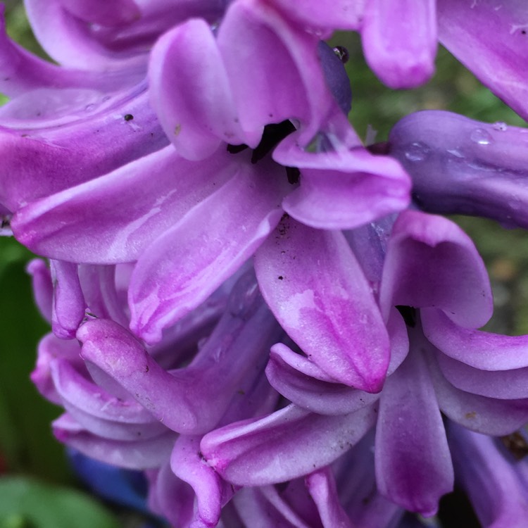 Plant image Hyacinthus orientalis 'Amethyst'