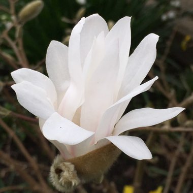 Magnolia stellata