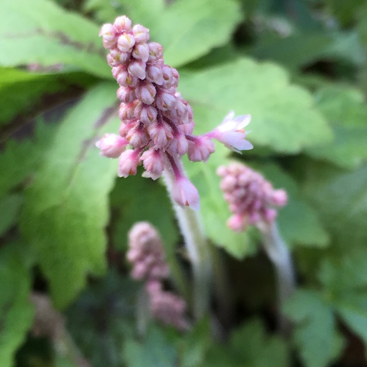 Plant image Tiarella cordifolia