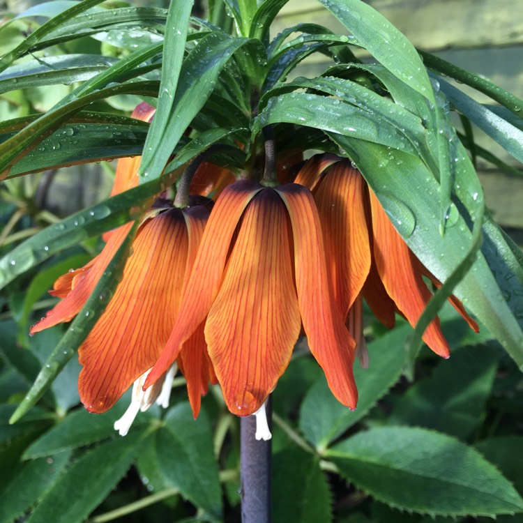 Plant image Fritillaria imperialis 'Lutea'