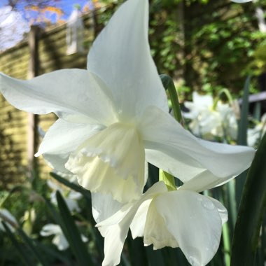 Narcissus 'Thalia' syn. Narcissus triandrus 'Thalia'