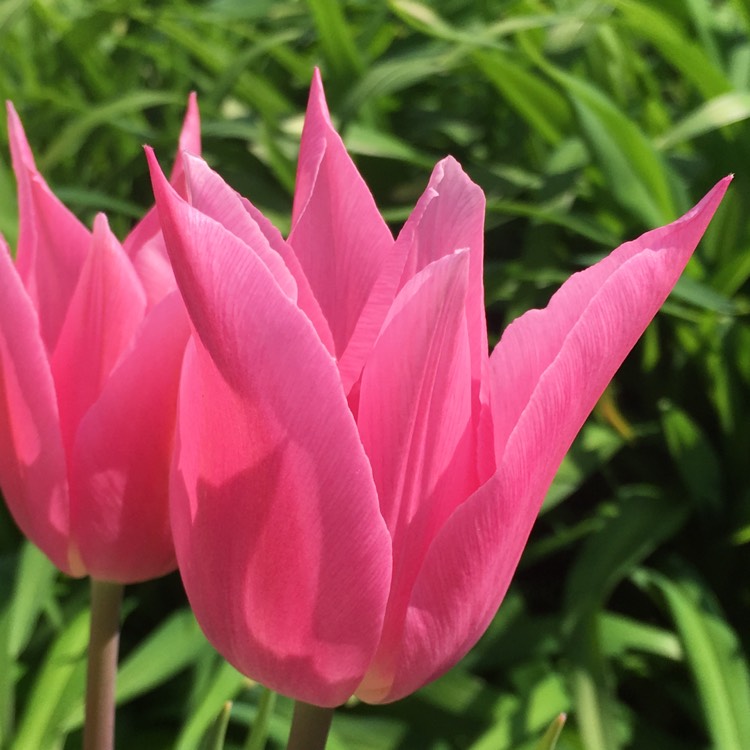 Plant image Tulipa 'China Pink'