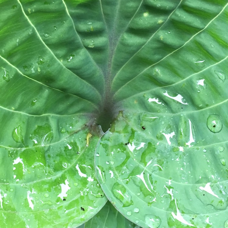 Plant image Hosta 'Purple Heart'