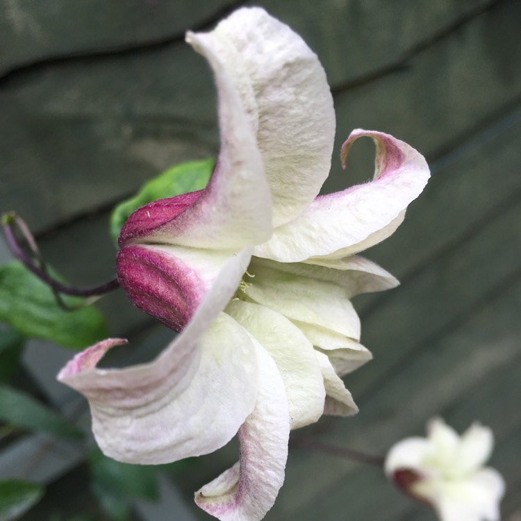 Plant image Clematis texensis 'Princess Kate'