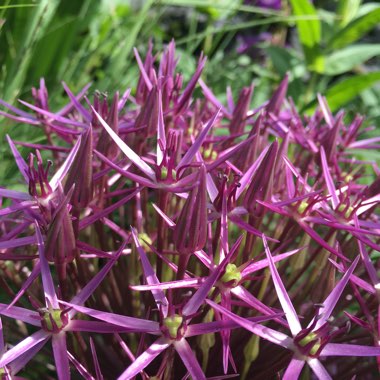 Allium cristophii