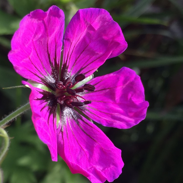 Plant image Geranium psilostemon