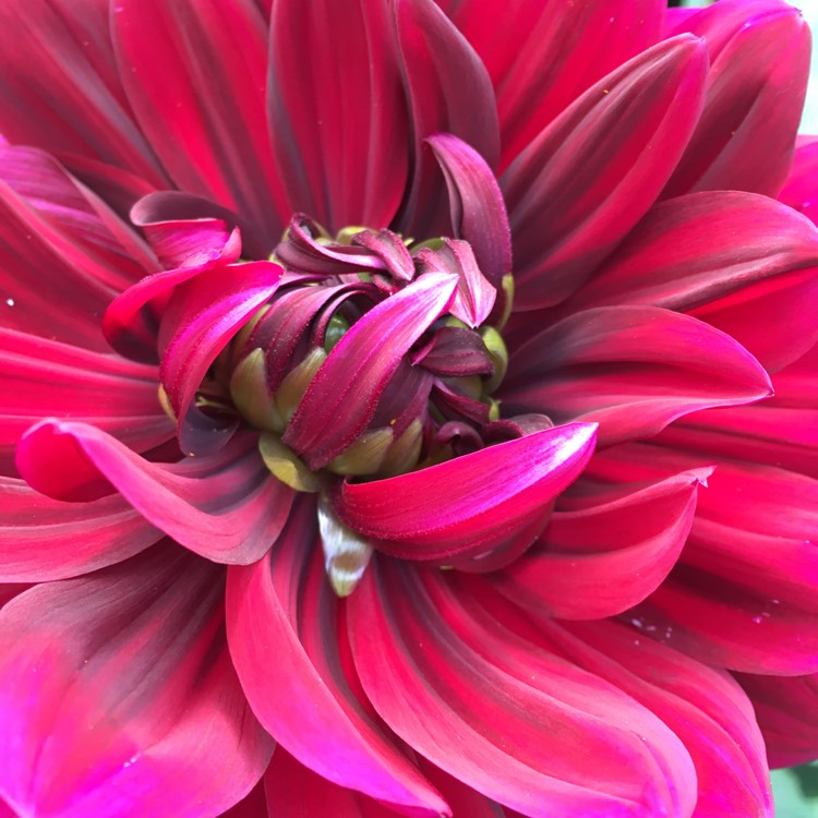 Plant image Dahlia 'Sam Hopkins'