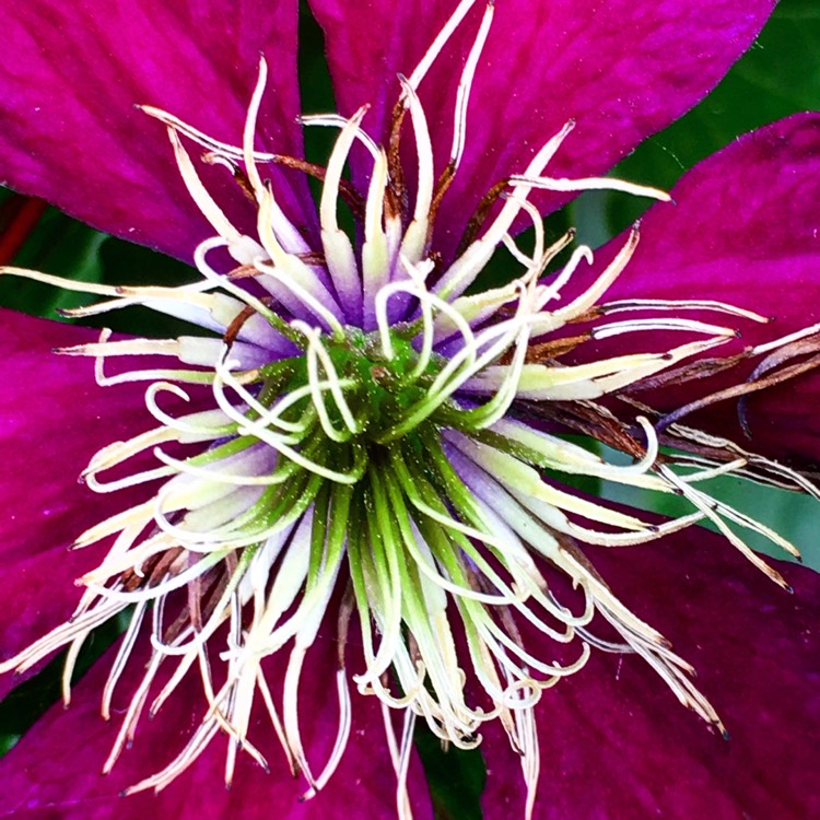 Plant image Clematis 'Niobe'