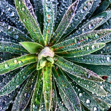 Euphorbia characias subsp. wulfenii syn. Euphorbia wulfenii