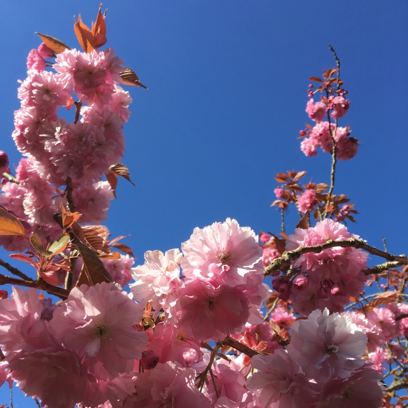 Plant image Prunus 'Kanzan'