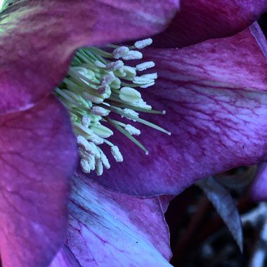 Helleborus orientalis