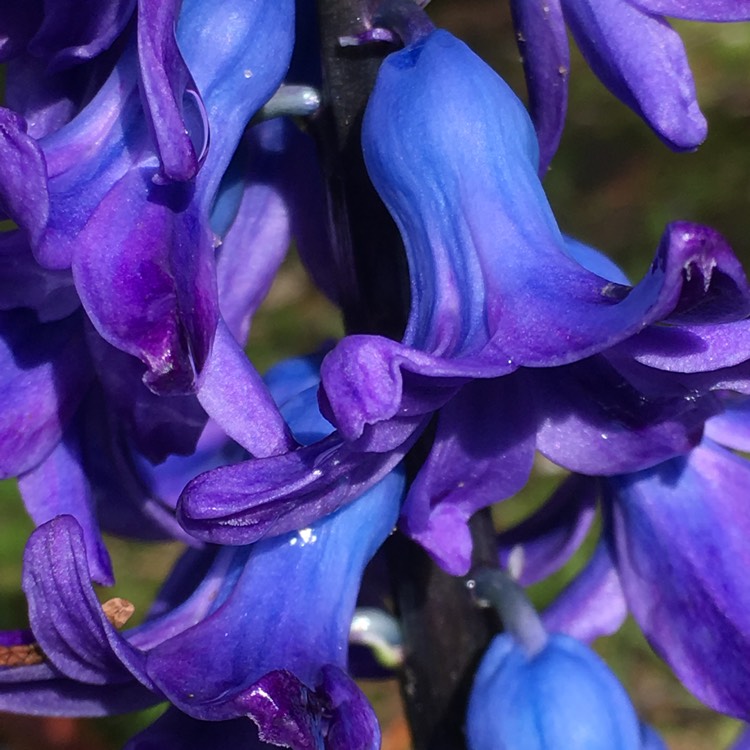 Plant image Hyacinthus orientalis 'Amethyst'