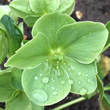 Helleborus argutifolius