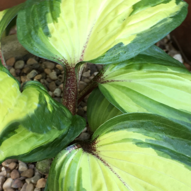 Hosta undulata var. albomarginata syn. Hosta 'Thomas Hogg'