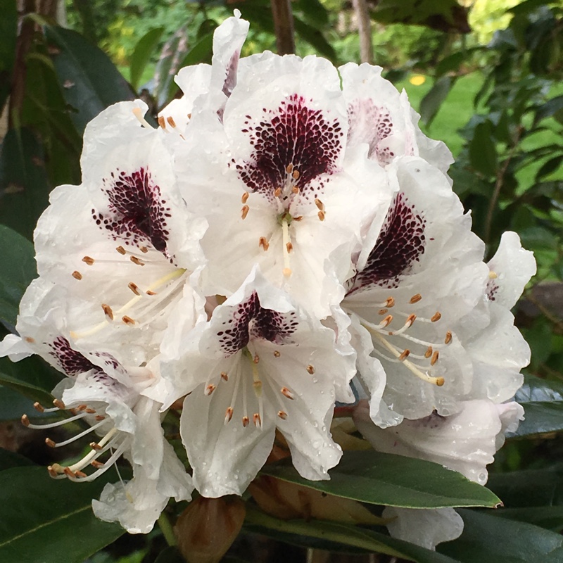 Plant image Rhododendron 'Sappho'