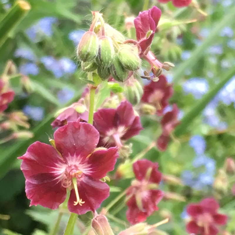 Plant image Geranium phaeum 'Samobor'