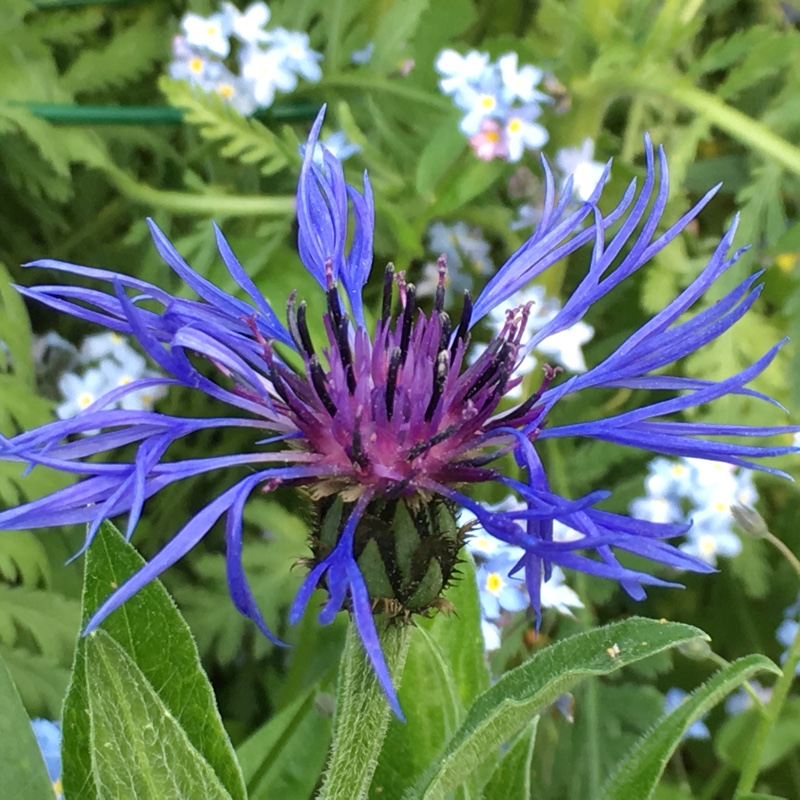 Centaurea Montana 'Mountain bluet', Perennial Cornflower 'Mountain ...