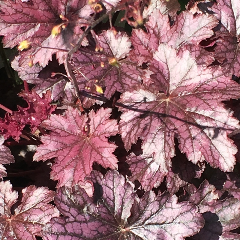 Heuchera 'Blackberry Jam'