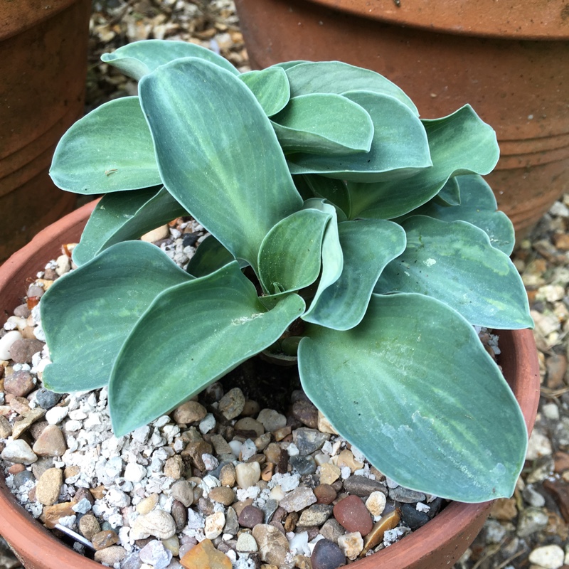 Plant image Hosta 'Blue Mouse Ears'