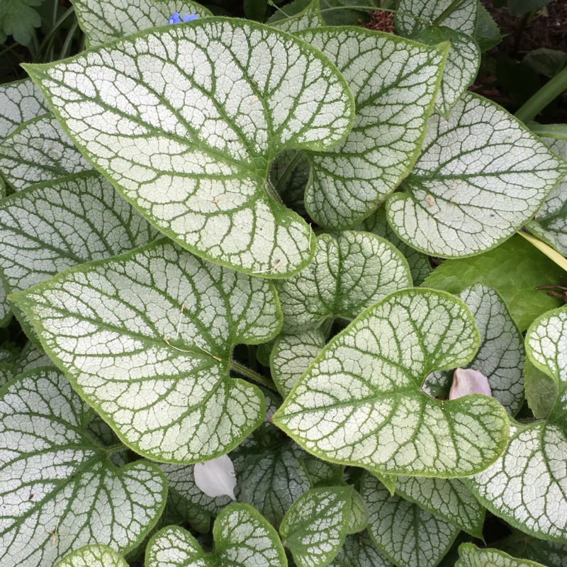 Brunnera macrophylla 'Jack Frost'