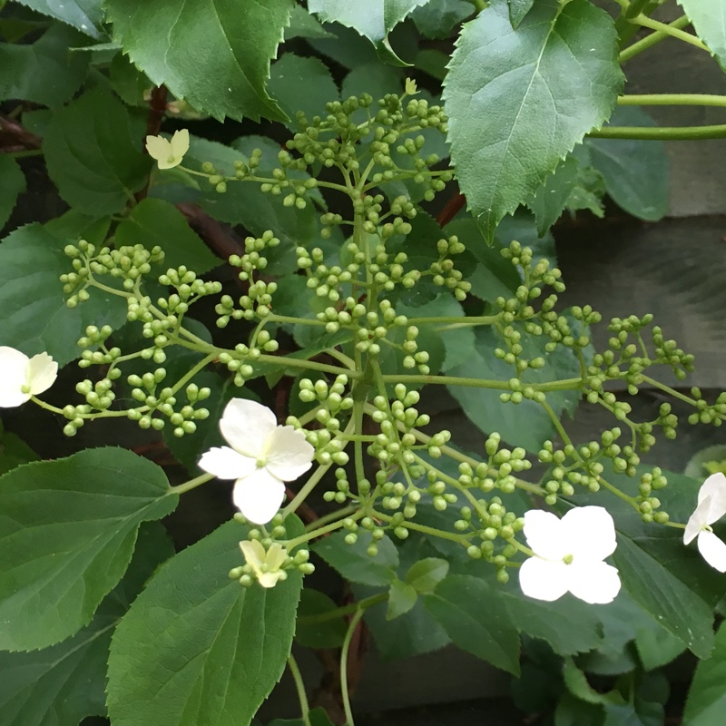 Hydrangea petiolaris  syn. Hydrangea anomala subsp. petiolaris