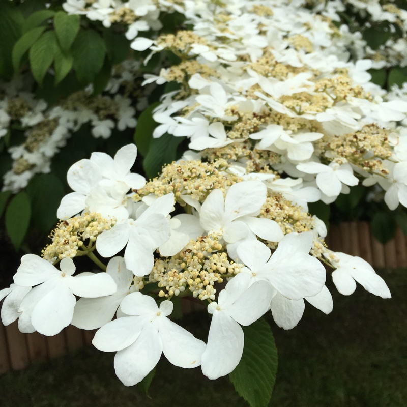 Plant image Viburnum plicatum f. tomentosum 'Mariesii' syn. Viburnum mariesii