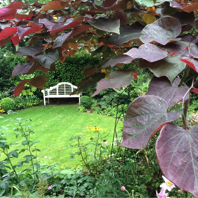 Cercis canadensis 'Forest Pansy' syn. Cercis canadensis 'Purple Leaf'