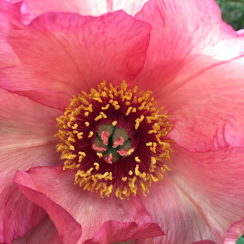 Plant image Paeonia x suffruticosa 'Duchess of Kent'