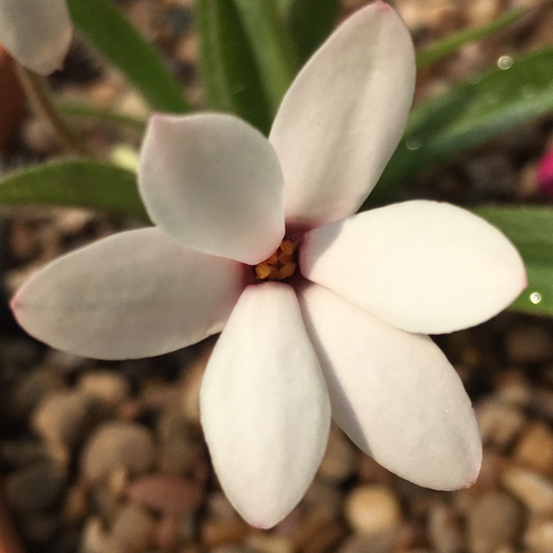 Plant image Rhodohypoxis baurii