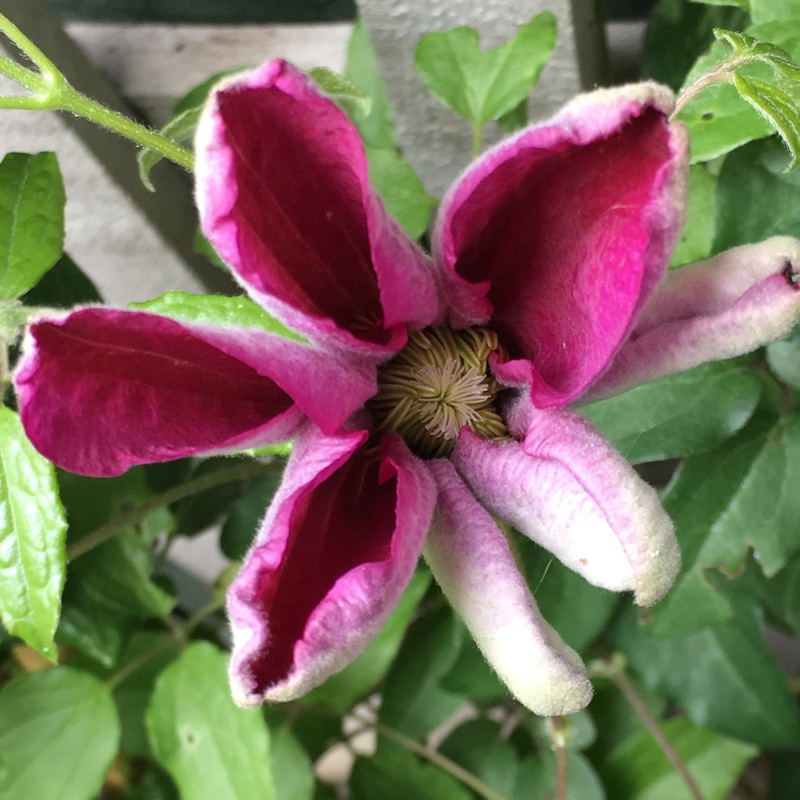 Plant image Clematis 'Sunset'