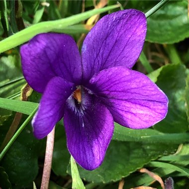 Viola odorata