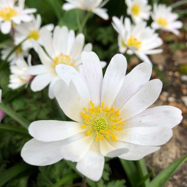 Plant image Anemone blanda 'White Splendour'