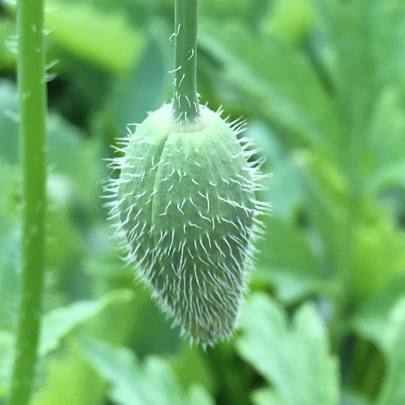 Meconopsis cambrica