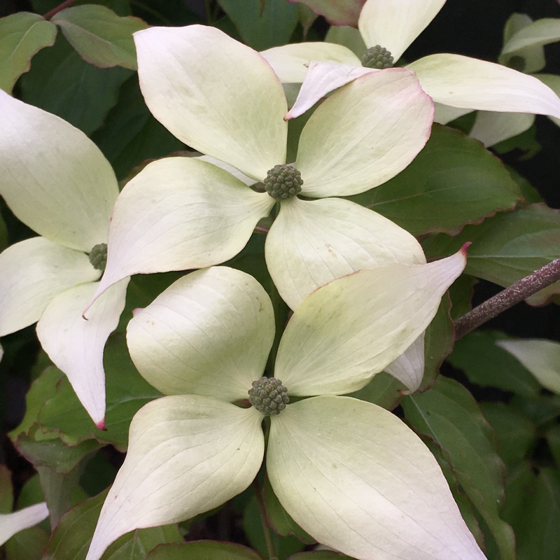 Cornus kousa