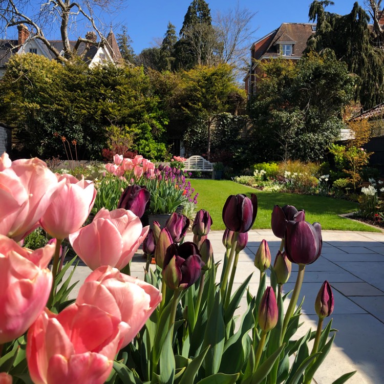 Plant image Tulipa 'Paul Scherer'